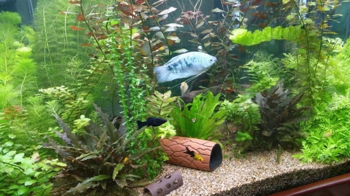 expertly decorated fish tank with lush vegetation