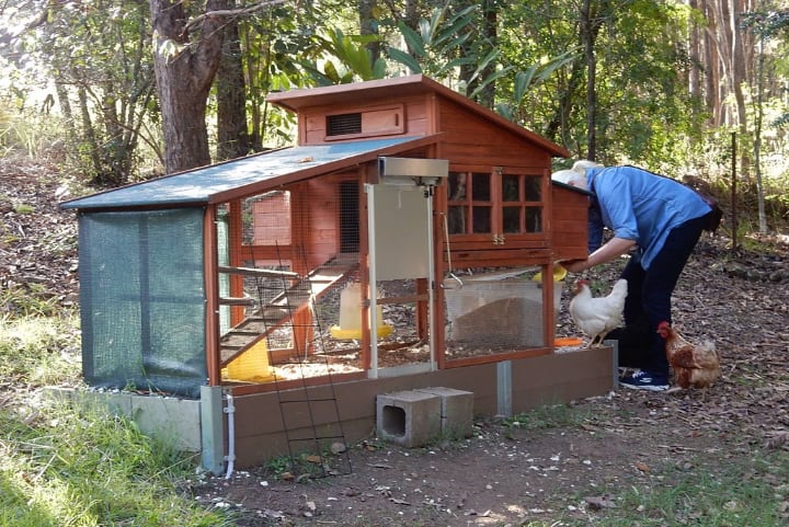 feeding chickens on the chicken coop