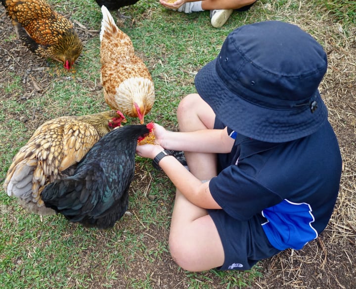 feeding chickens to provide the vitamins they need