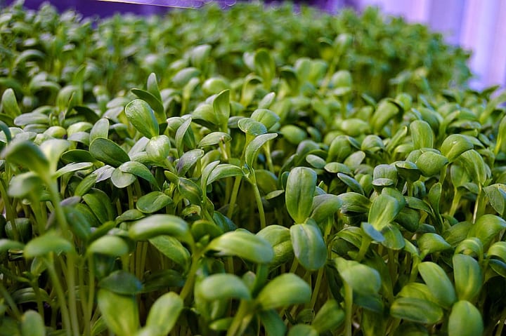 fenugreek microgreen