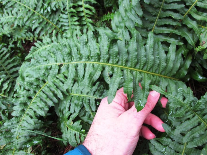 ferns indoor shade plants