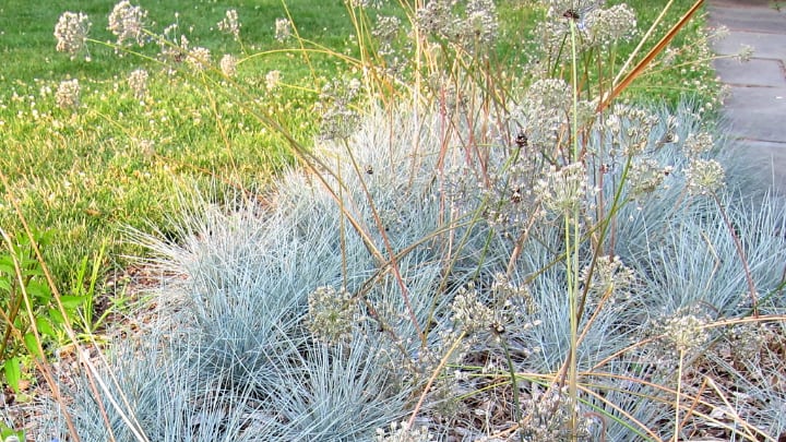 festuca glauca rock garden plant