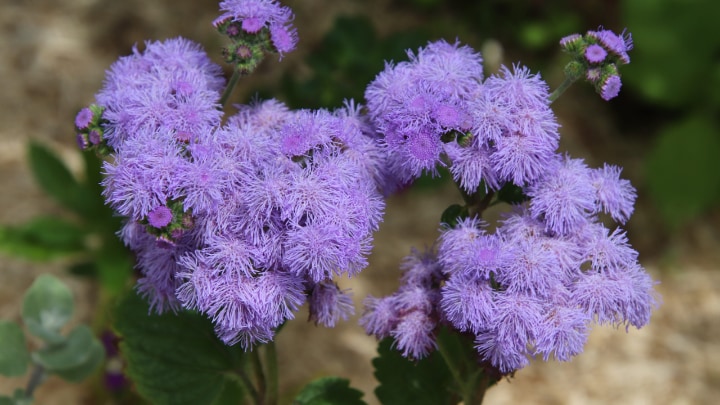 floss plant