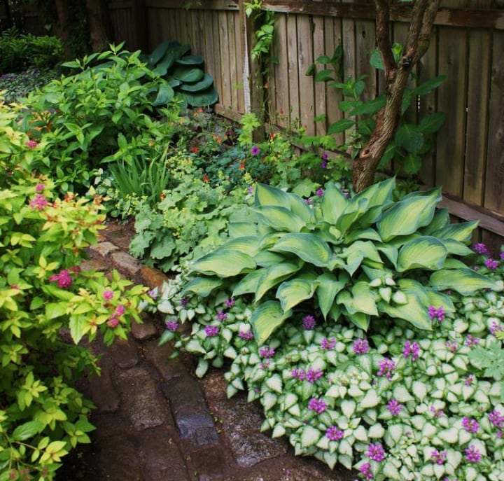 flowering shade plants