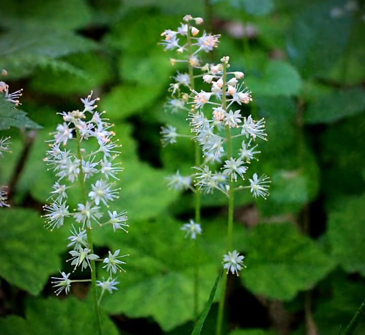 foamflower flowering shade plant