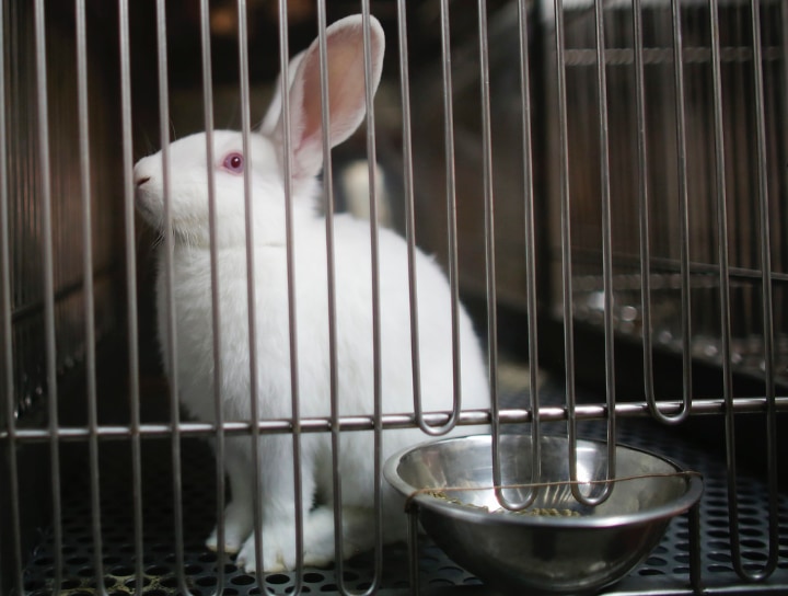 folding rabbit cage