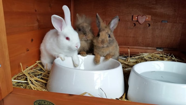 food and water bowl on cage