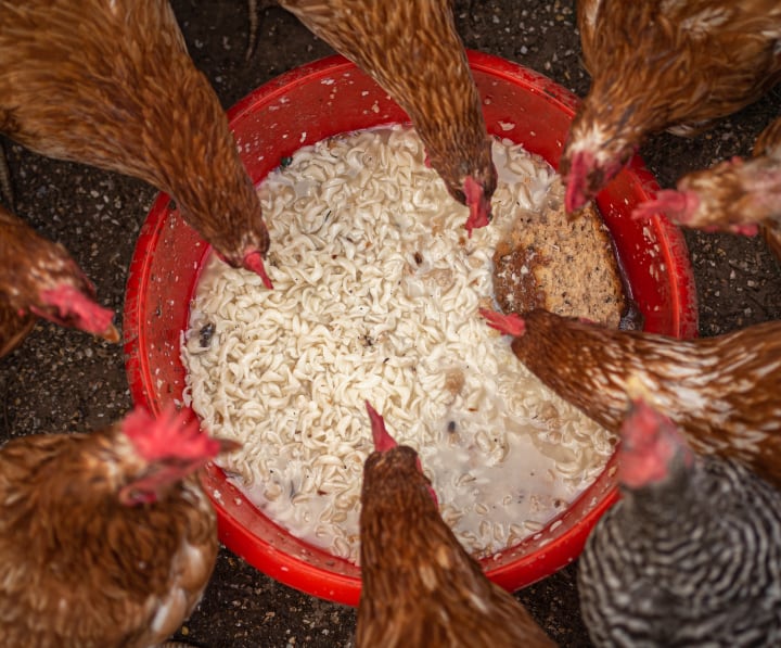 food scraps at home for chickens