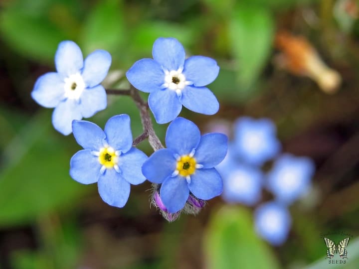 forget me not indoor shade plant