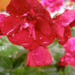 freshly watered geranium