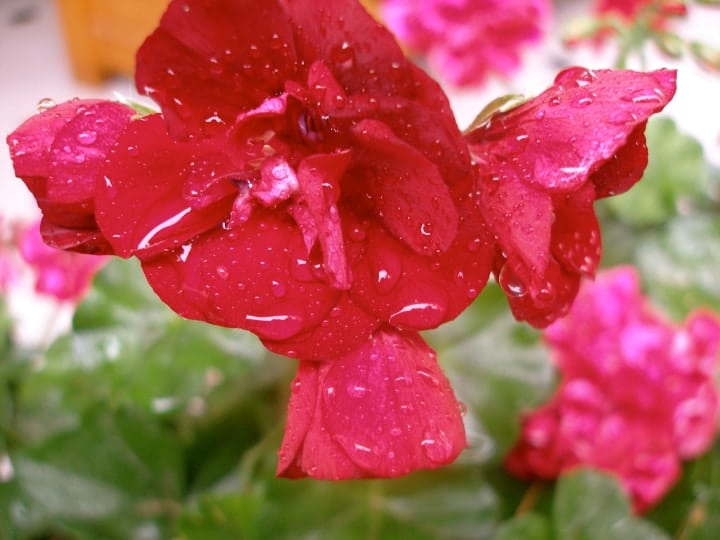 Geranium 101 How to Grow Stunning Geraniums