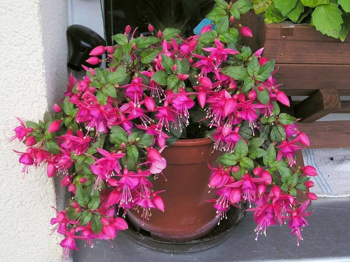 fuschia indoor potted shade plant