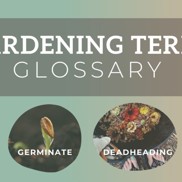 garden terms glossary