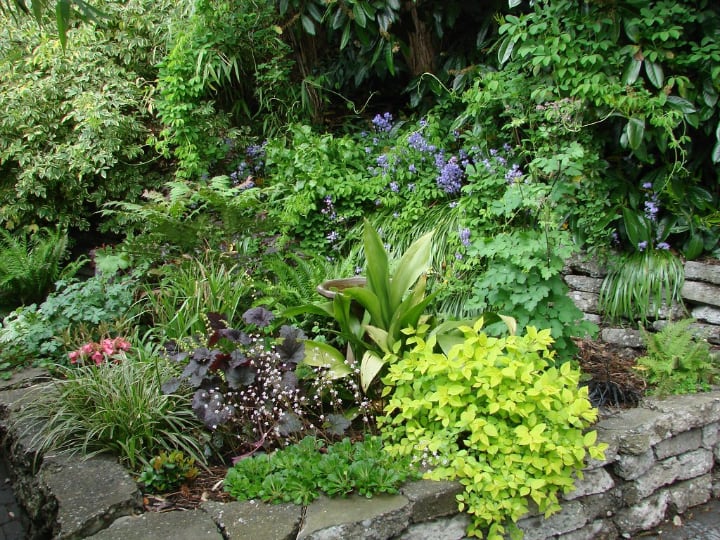 garden with shade plants