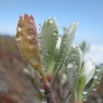 geranium leaves in winter