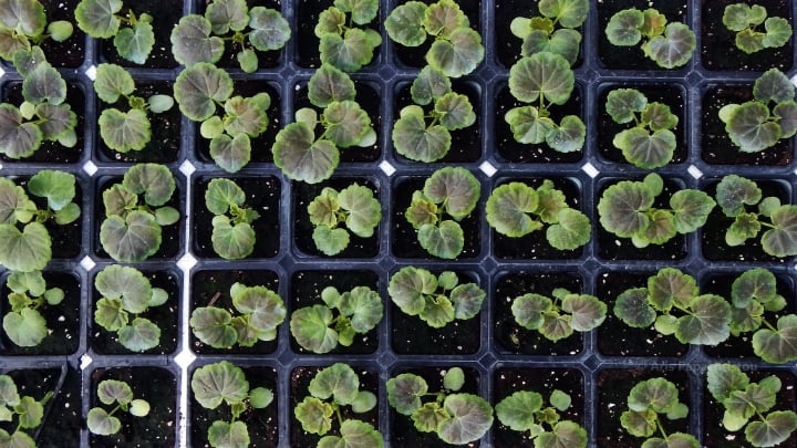 geranium seedling tray