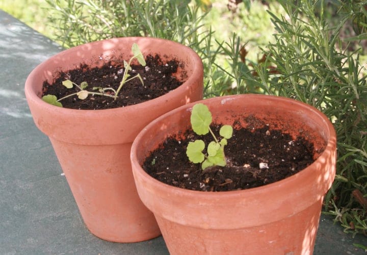 geranium seedlings in a bigger pot