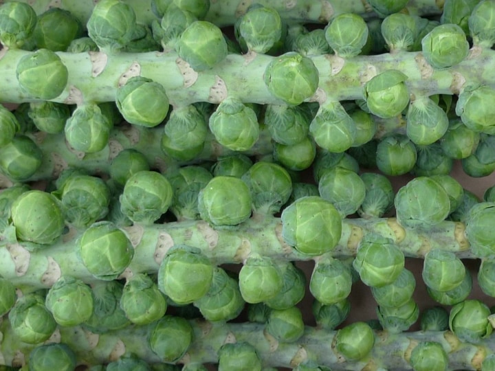 gigantus brussel sprouts