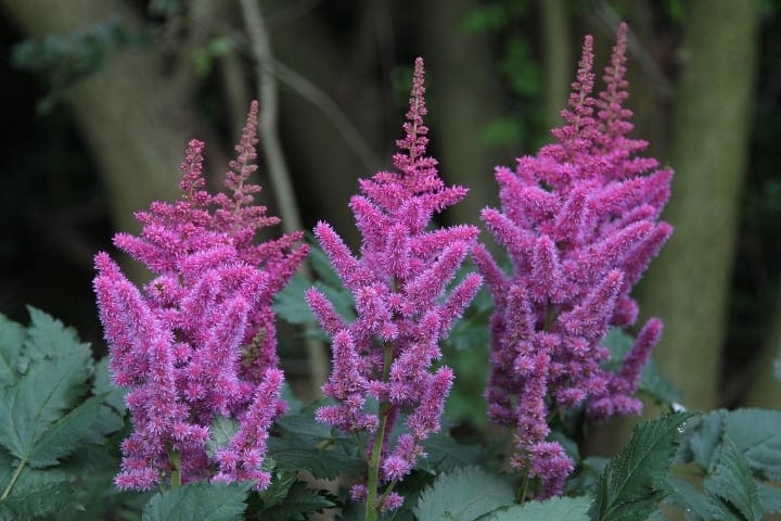 gorgeous astilbe flowering shade plant