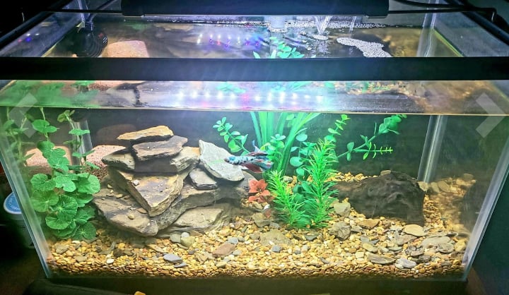 gravel and pebbles on aquarium