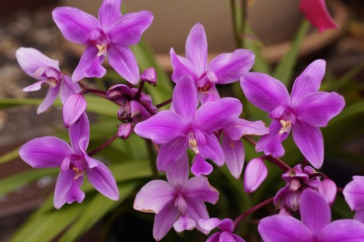 ground orchid shade perennial