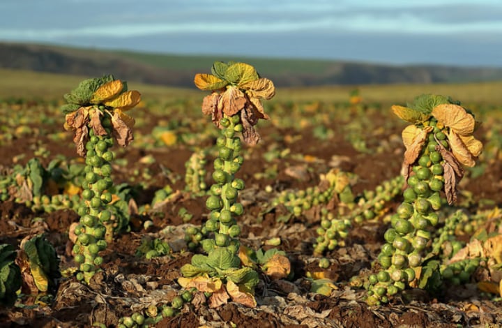 growing brussel sprout plants in a fertilized field