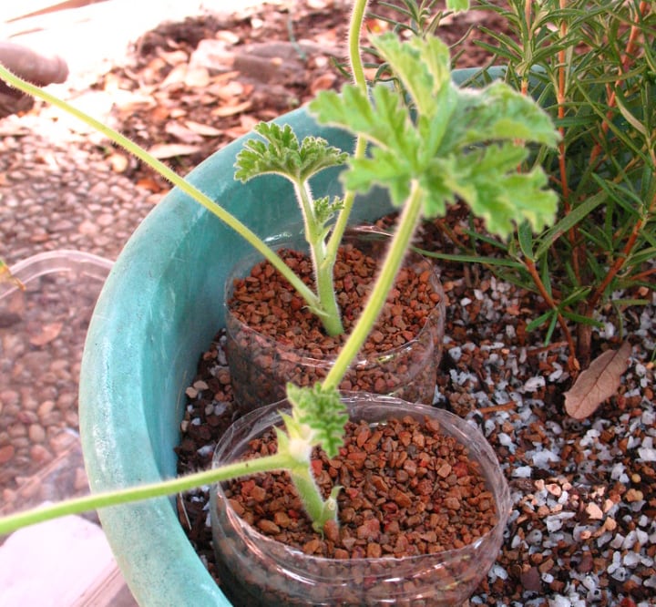 growing citronella plant from cuttings