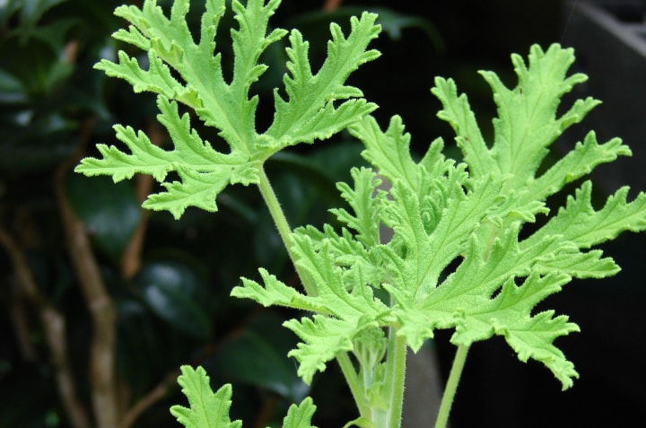 growing citronella plant from seeds