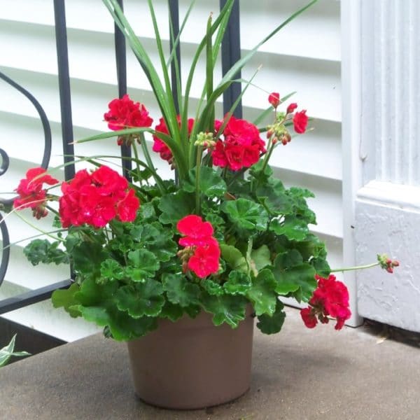 Geranium 101 How to Grow Stunning Geraniums