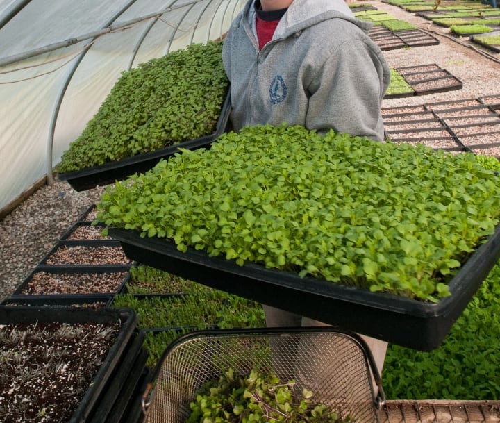 growing microgreens is labor intensive