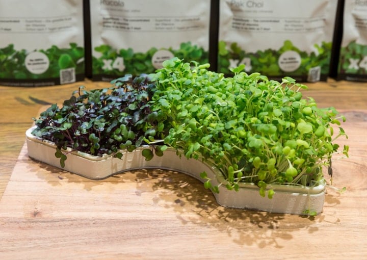 growing microgreens on your own