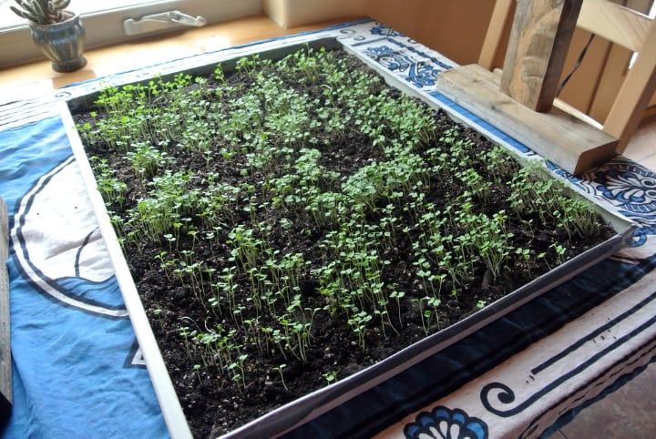 growing microgreens