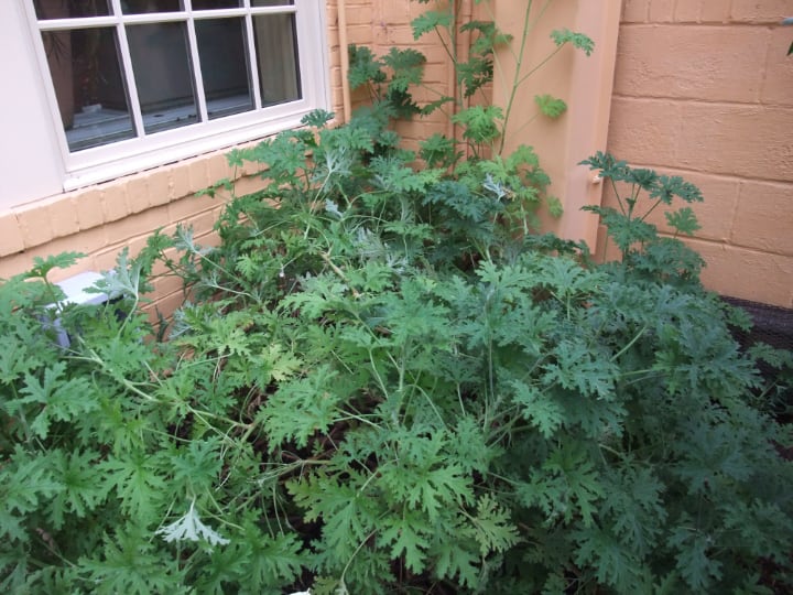 growing pelargonium citrosum in the garden