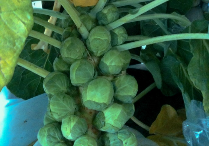 gustus brussel sprout plant
