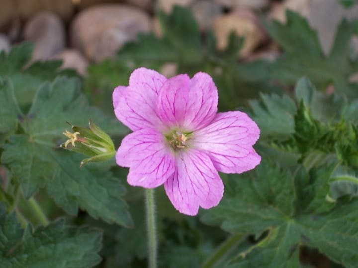 hardy geranium indoor shade plant