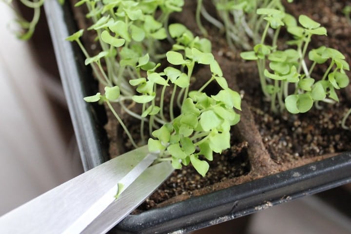 harvesting microgreens with scissors