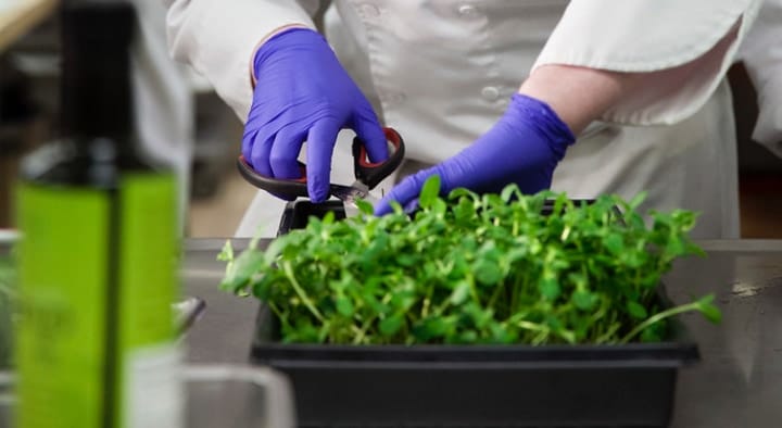 harvesting microgreens