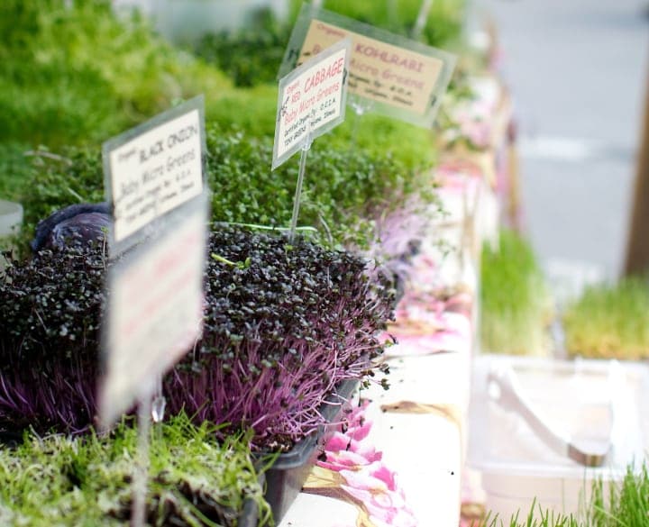 health benefits of microgreens