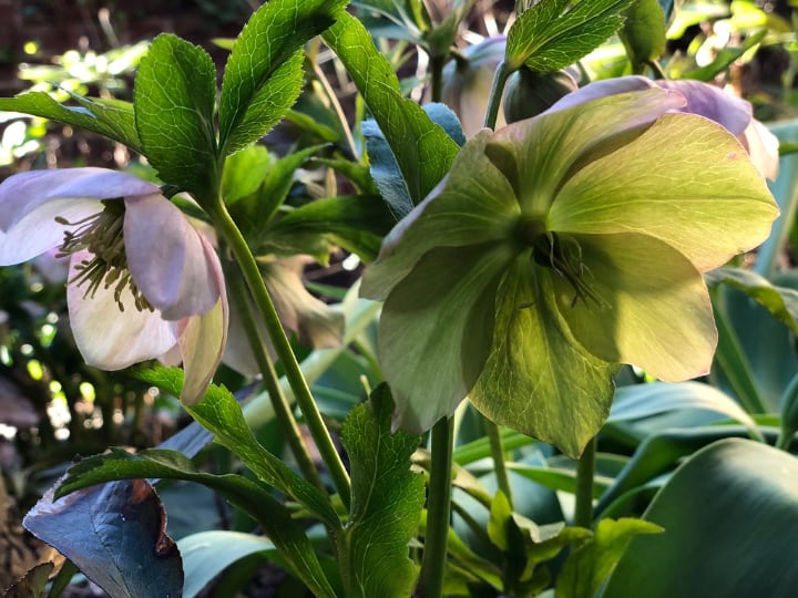 hellebore shade perennial plant