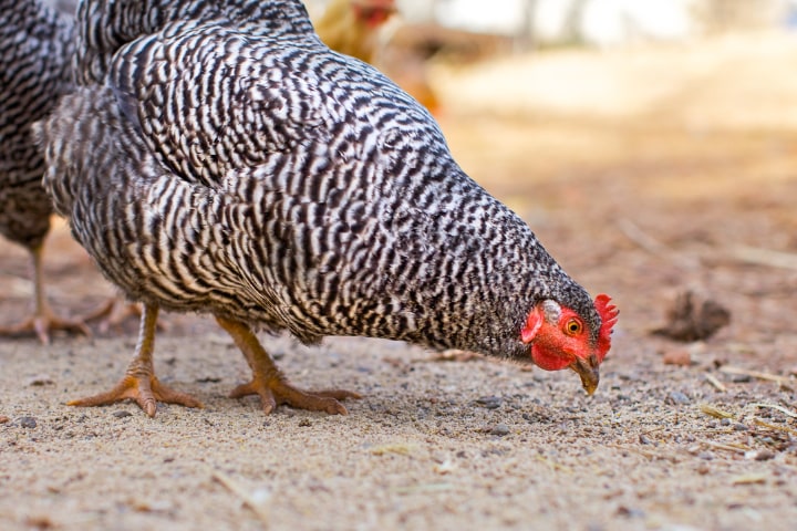 hen pecking on the ground