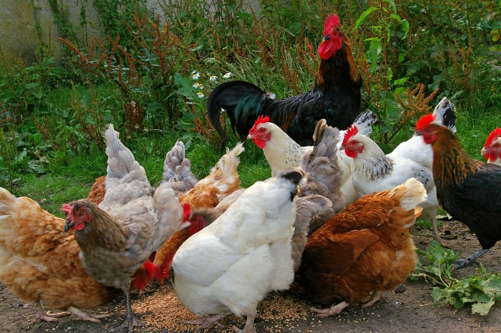 hens eating chicken feed