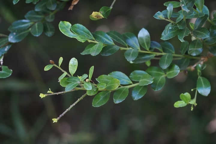 hetz japanese holly shade loving shrubs