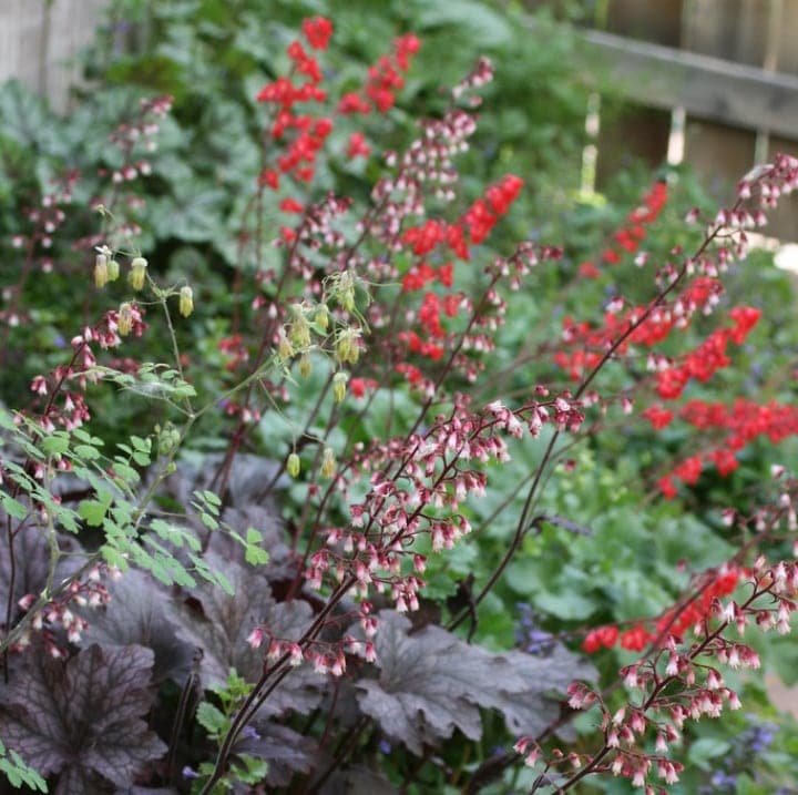 heuchera deep shade plant