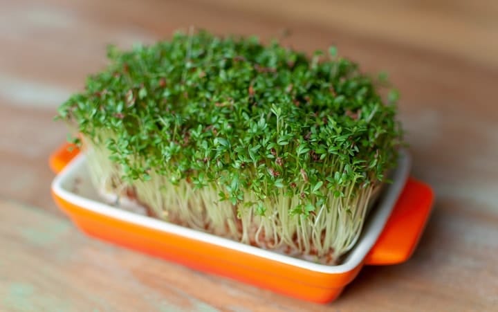 home grown healthy microgreens