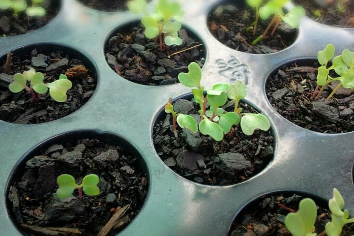 homegrown broccoli microgreen