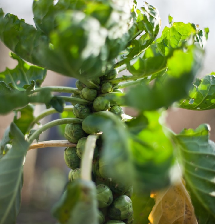 homegrown brussel sprouts