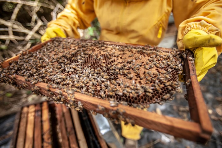 honey bees working together