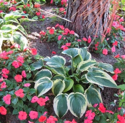 hosta and impatients shade loving plants unnder a tree