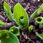 hostas shoots in deep shade