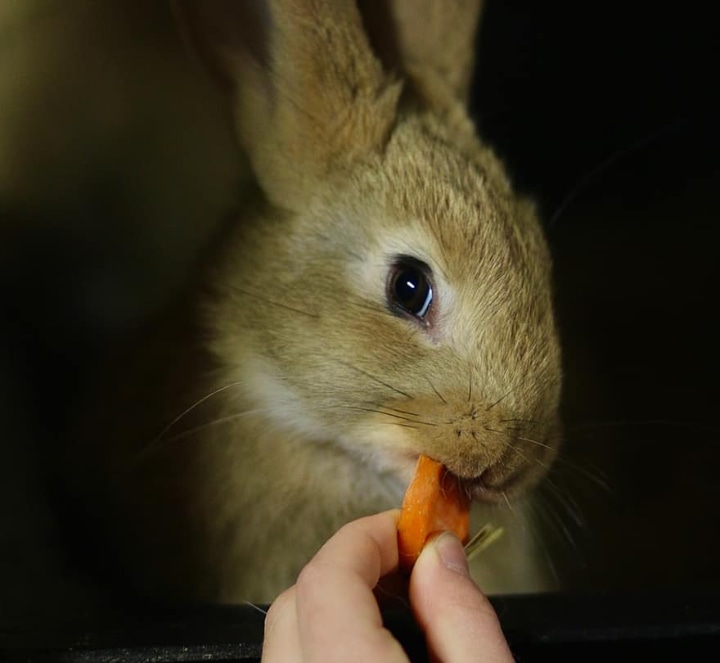 how to feed rabbits